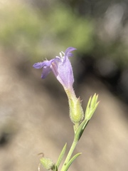 Penstemon linarioides sileri