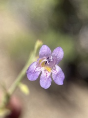 Penstemon linarioides sileri
