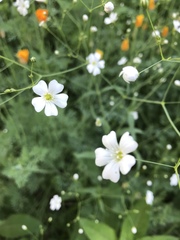 Gypsophila elegans