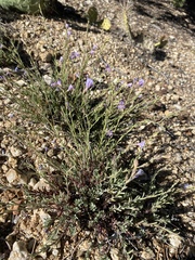 Penstemon linarioides sileri