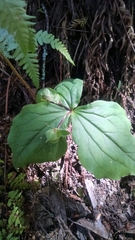 Trillium ovatum ovatum