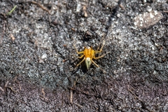 Oxyopes salticus image