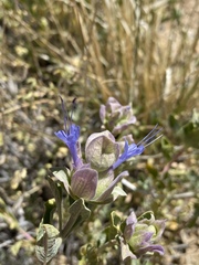 Salvia pachyphylla
