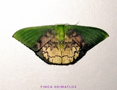 Tachychlora amilletes