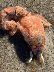 Pagurus acadianus