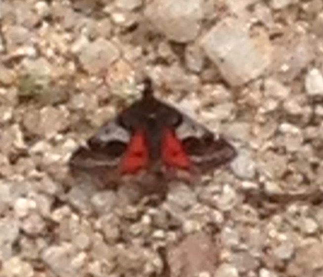 Hoary Pyrausta