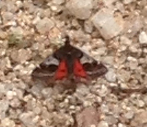 Hoary Pyrausta