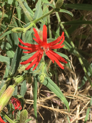 Silene laciniata laciniata