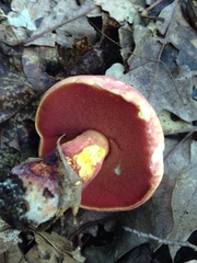 Boletus carminiporus