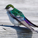 Violet-green Swallow - Photo (c) Wendy Feltham, some rights reserved (CC BY-NC), uploaded by Wendy Feltham