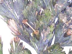 Abrodictyum elongatum