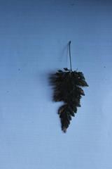 Abrodictyum elongatum