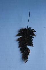 Abrodictyum elongatum