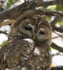 Strix occidentalis lucida