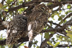 Strix occidentalis lucida