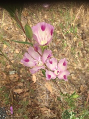 Clarkia williamsonii