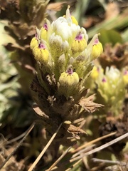 Castilleja ambigua insalutata