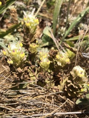 Castilleja ambigua insalutata