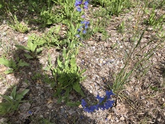 Penstemon cyananthus