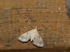 Elophila faulalis