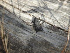 Zopheridae
