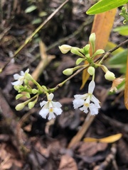 Epidendrum blepharistes
