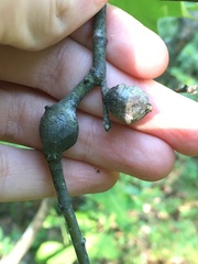 Zapatella quercusphellos