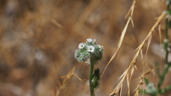 Cryptantha flaccida