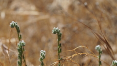 Cryptantha flaccida