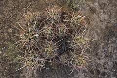 Homalocephala parryi