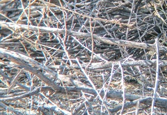 Aspidoscelis marmoratus