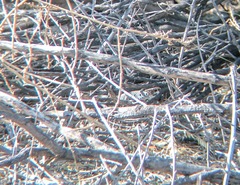 Aspidoscelis marmoratus