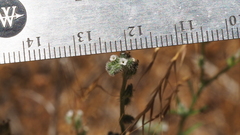 Cryptantha flaccida