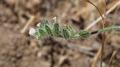 Cryptantha intermedia intermedia