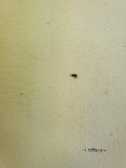 Nysius raphanus