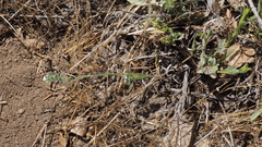 Cryptantha intermedia intermedia