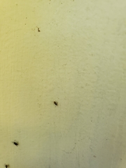 Nysius raphanus