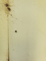 Nysius raphanus