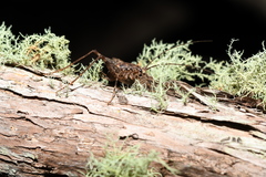 Pleioplectron triquetrum
