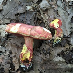 Boletus carminiporus