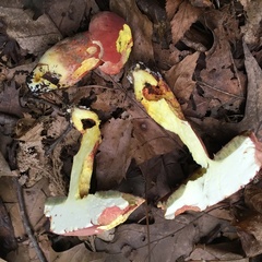 Boletus carminiporus