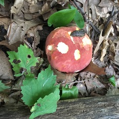 Boletus carminiporus