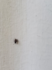 Nysius raphanus