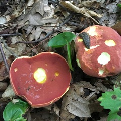 Boletus carminiporus