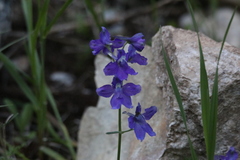 Delphinium bicolor