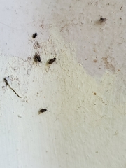 Nysius raphanus