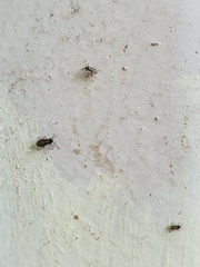 Nysius raphanus
