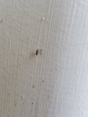 Nysius raphanus