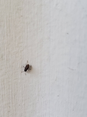 Nysius raphanus