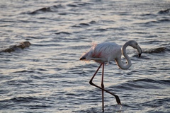 Phoenicopterus roseus